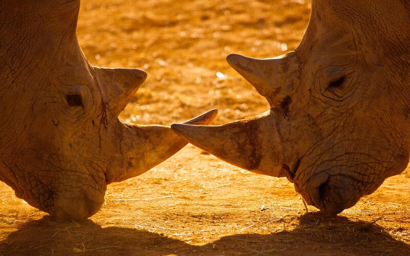 Two Rhinos Facing Each Other — Brown