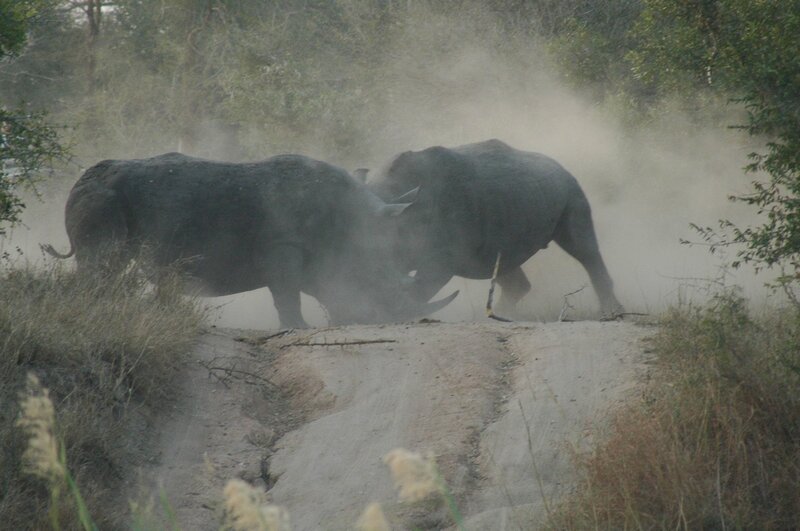 Two Rhinos Fighting