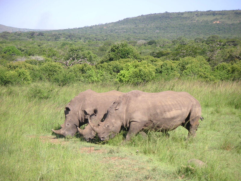 Two Rhinos Grazing — Green, Serene