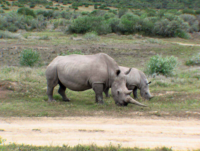 Two rhinos grazing in a field