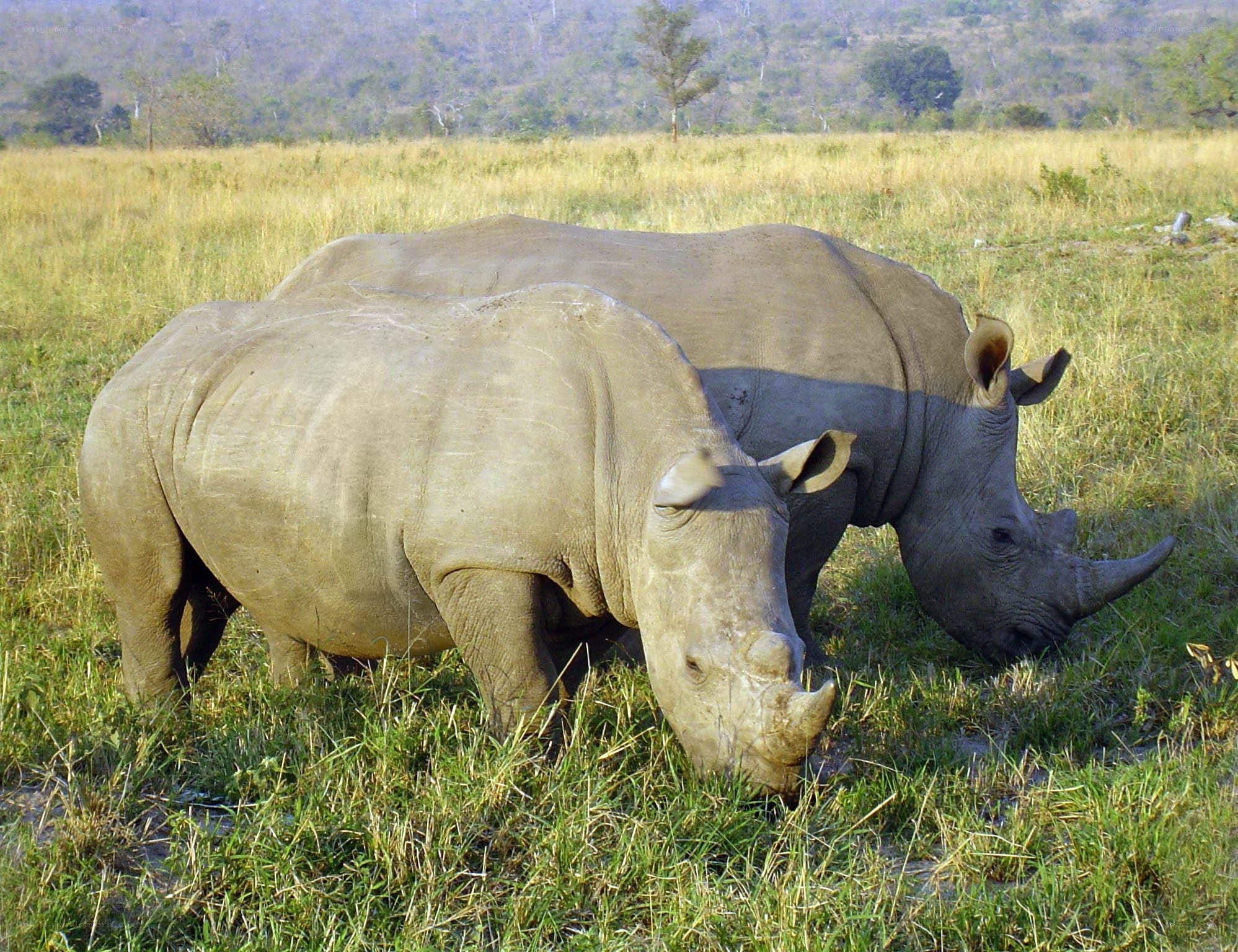 Two rhinos grazing in a field
