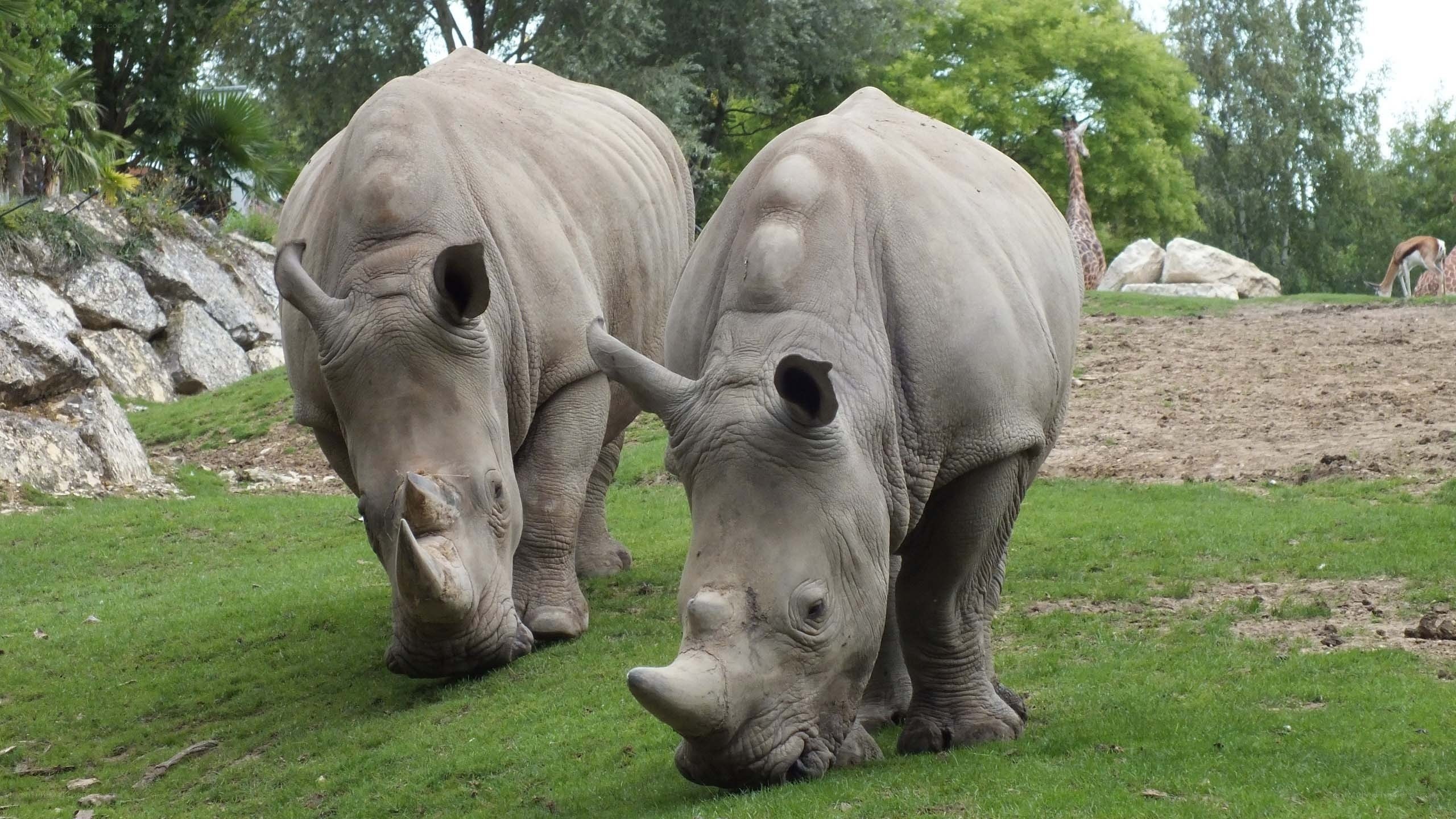 Two rhinos grazing in a zoo
