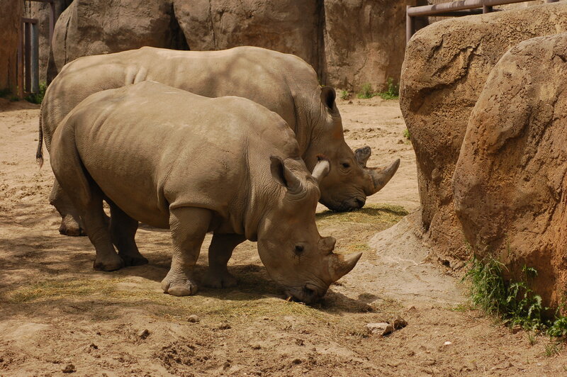 Two rhinos grazing in enclosure