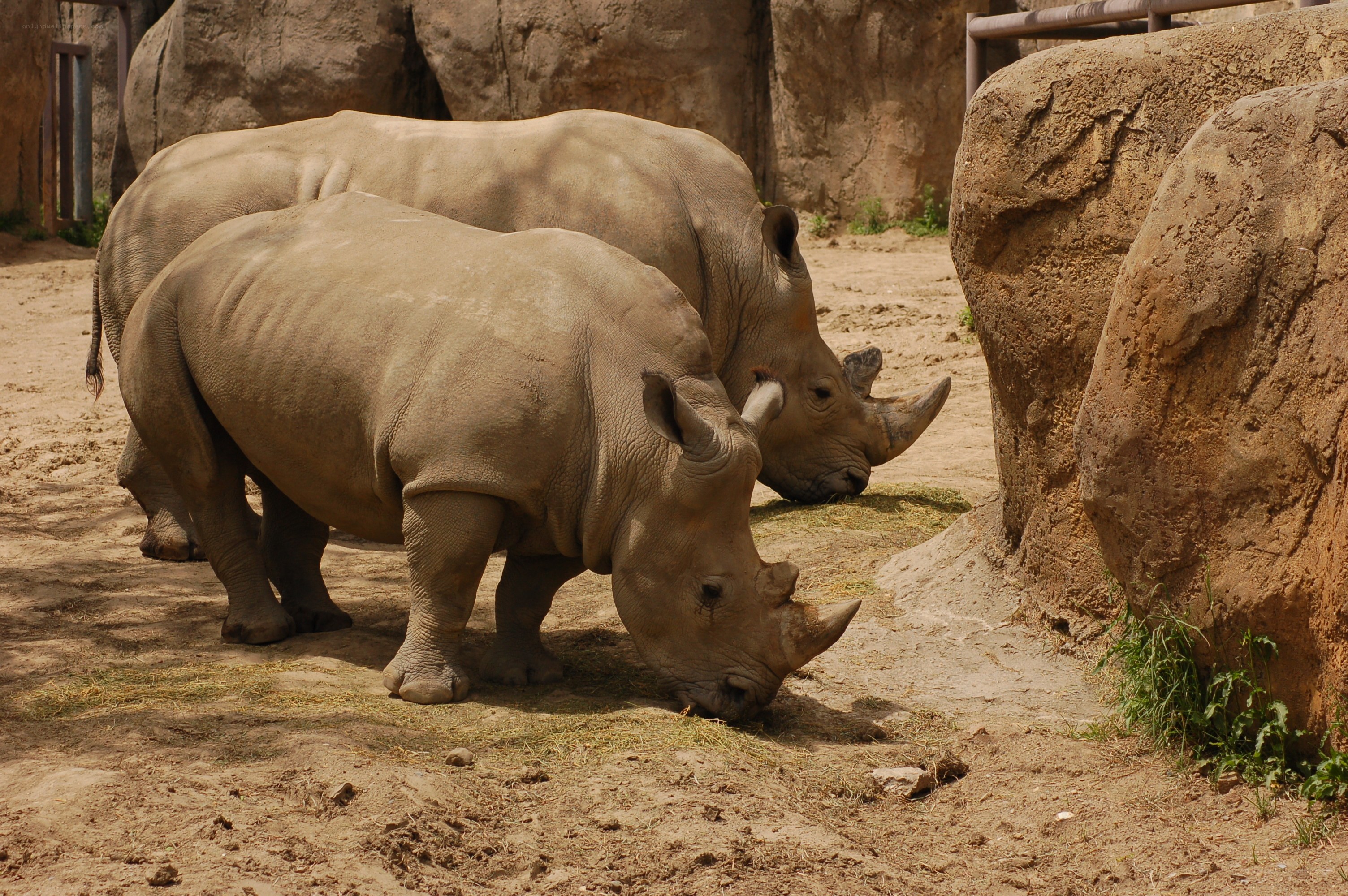 Two rhinos grazing in enclosure