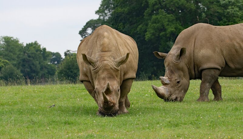 Two Rhinos Grazing