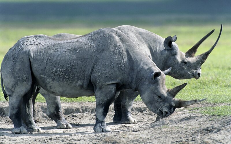 Two rhinos in a field