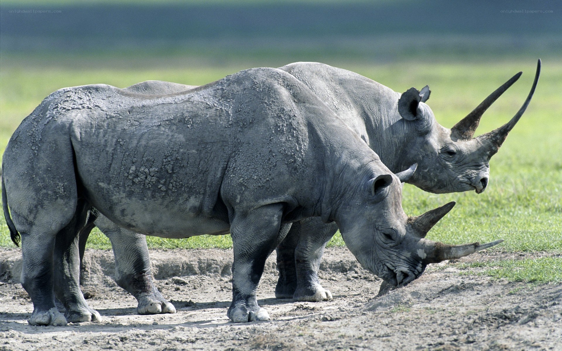 Two rhinos in a field