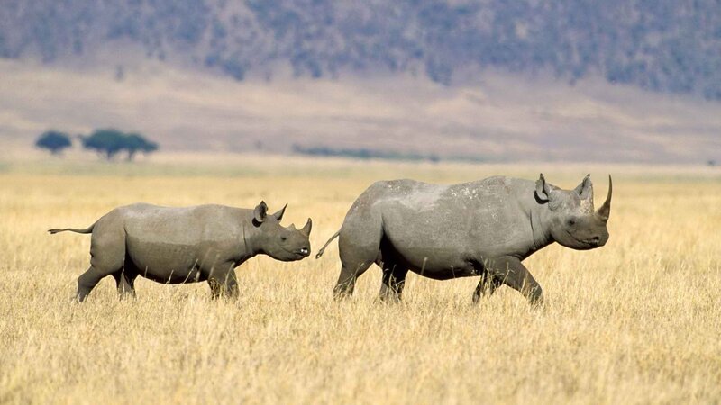 Two rhinos in a grassland