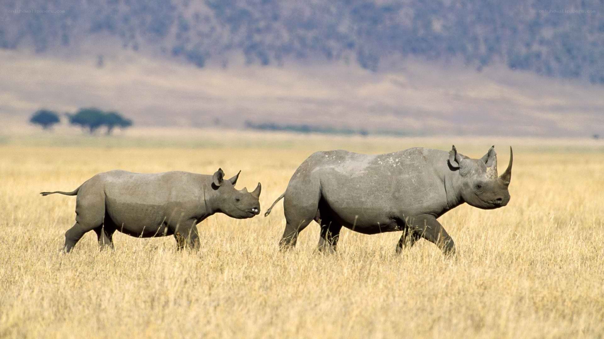 Two rhinos in a grassland