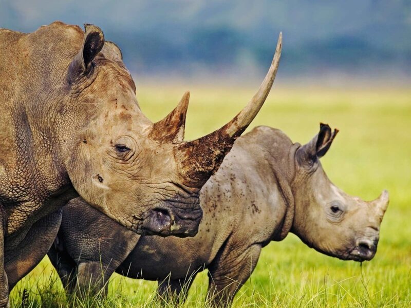 Two rhinos in a grassy field