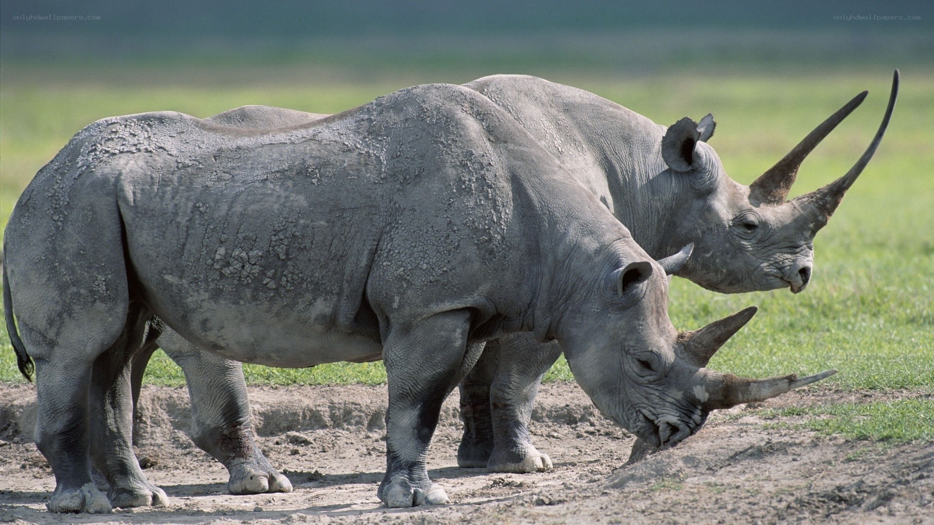 Two rhinos in a grassy field
