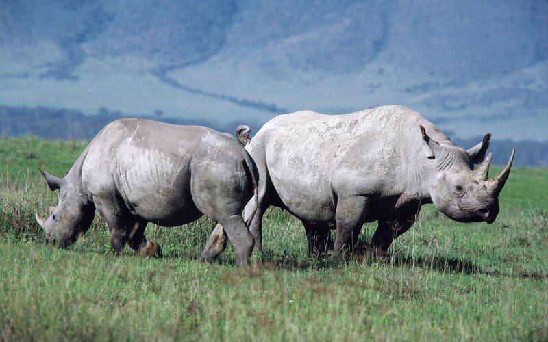 Two rhinos in a grassy field
