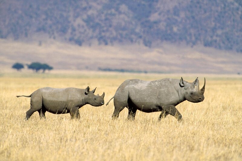 Two rhinos in a grassy field