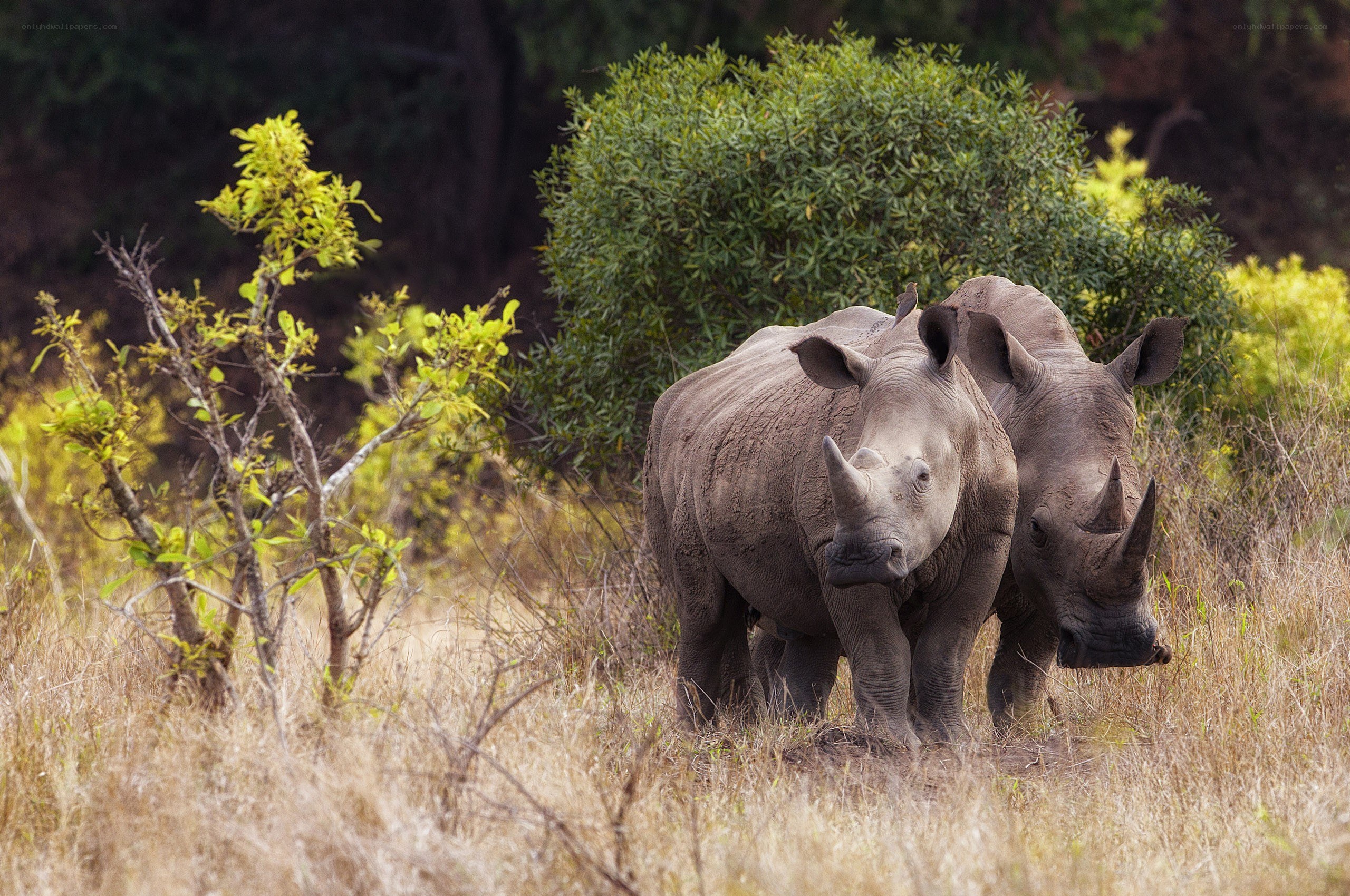 Two rhinos in a grassy field