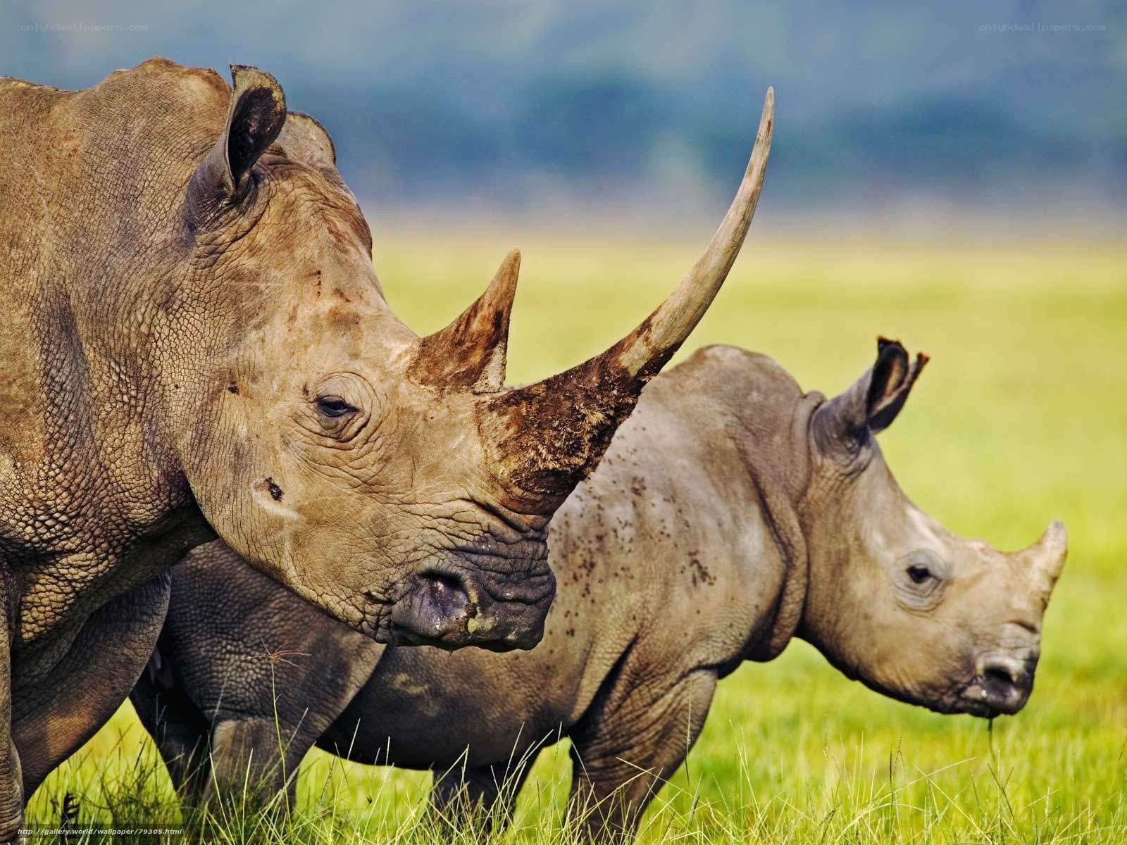 Two rhinos in a grassy field