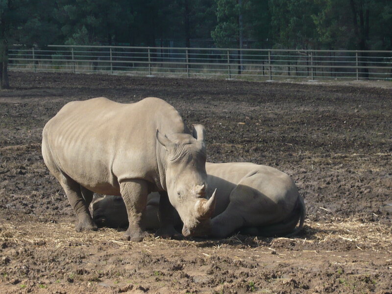 Two Rhinos in Enclosure