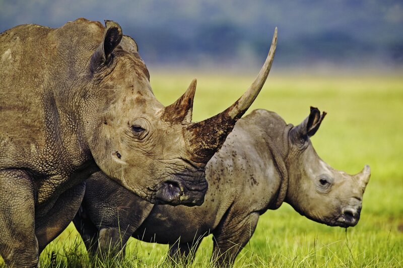 Two Rhinos in Grass