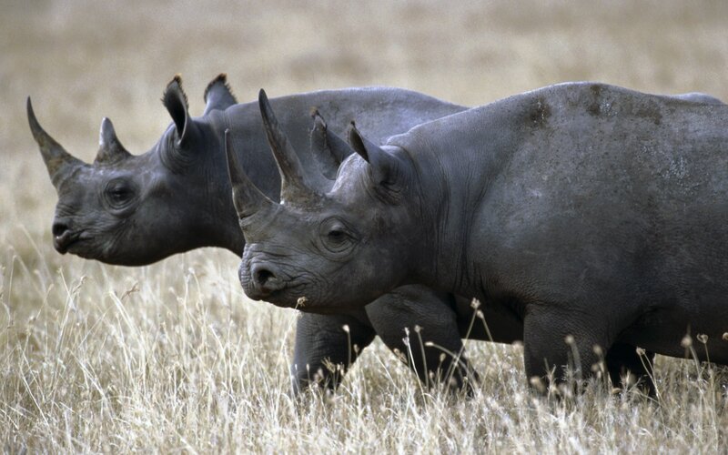 Two rhinos in grassland