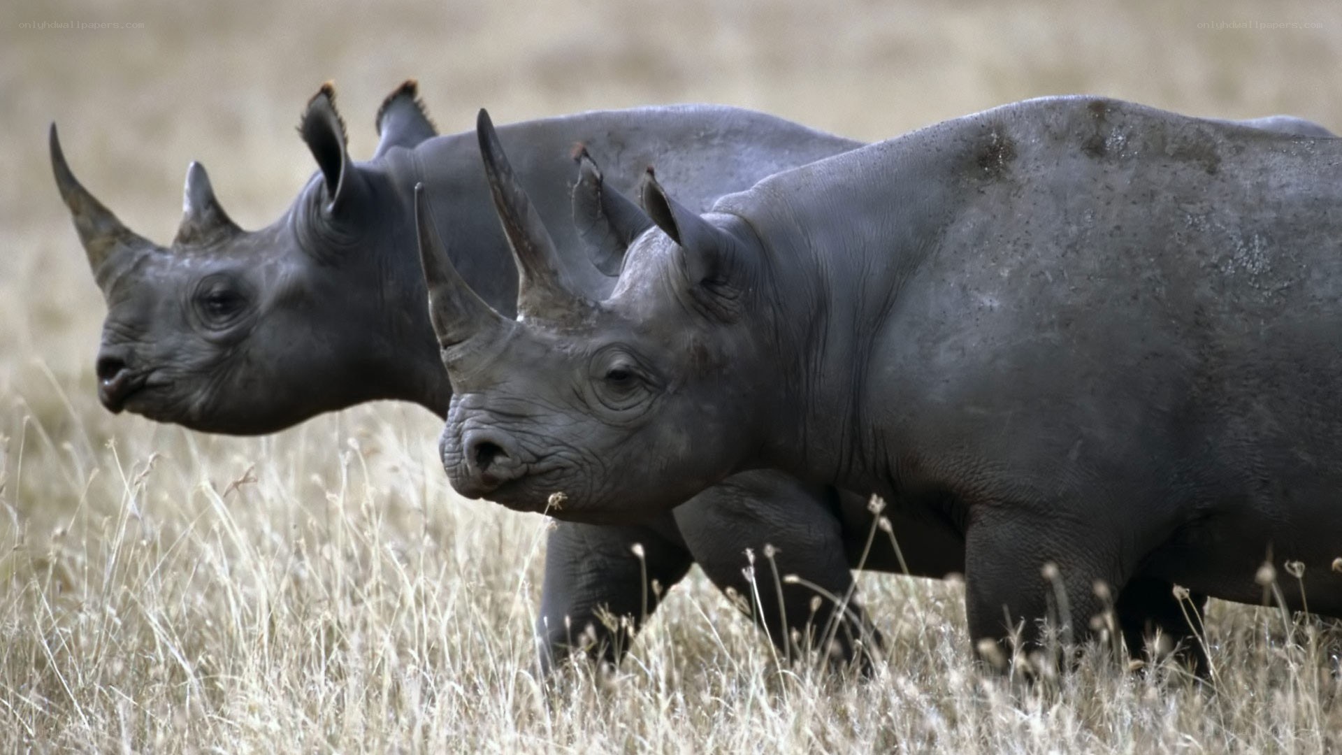 Two rhinos in grassland