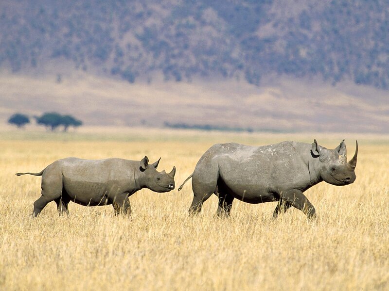 Two Rhinos in Grassland — Brown