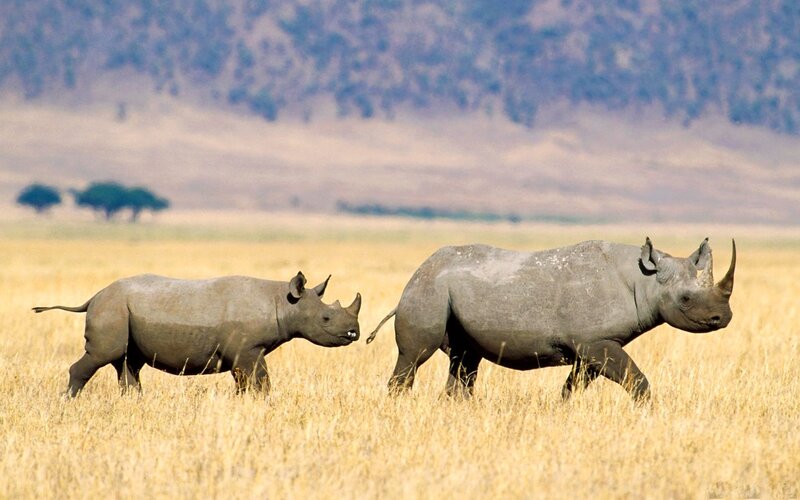 Two Rhinos in Grassland — Yellow