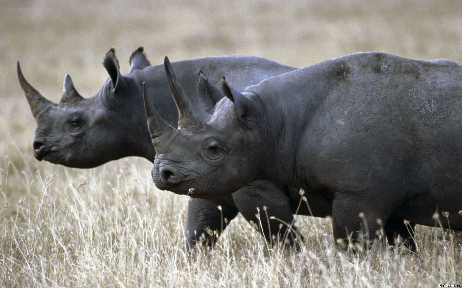 Two rhinos in grassland