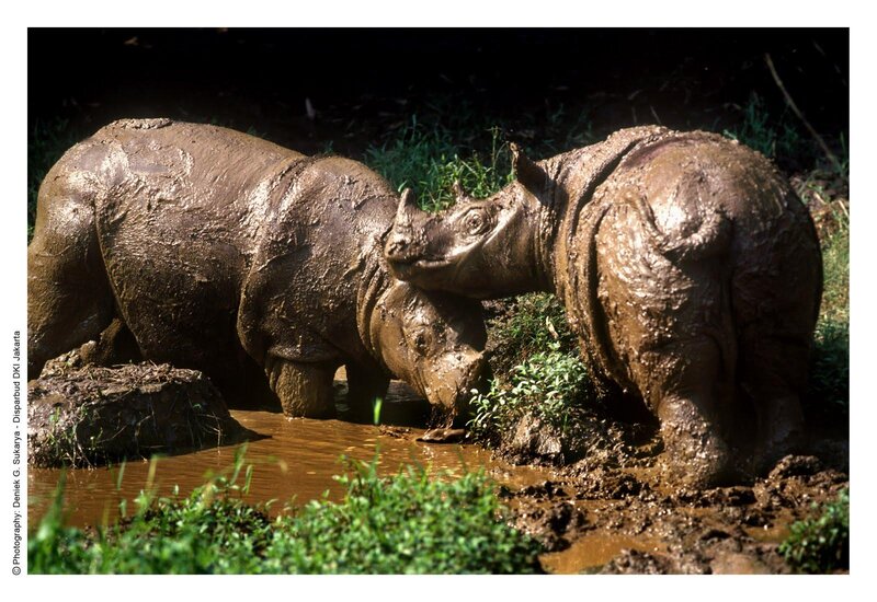Two Rhinos in Mud