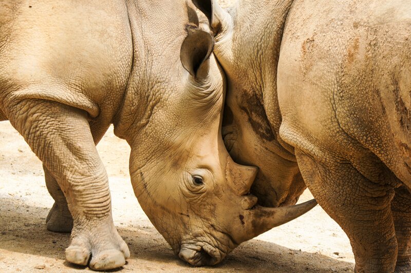 Two rhinos interacting closely