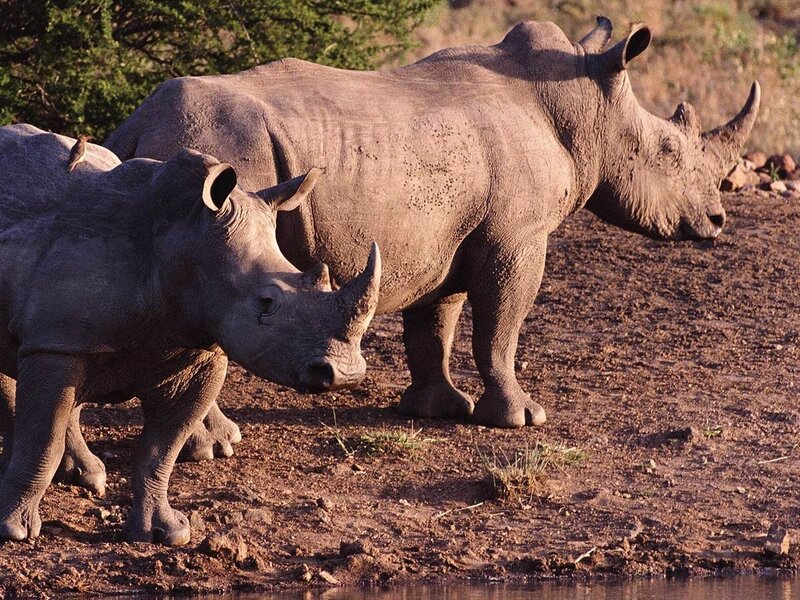 Two rhinos near water