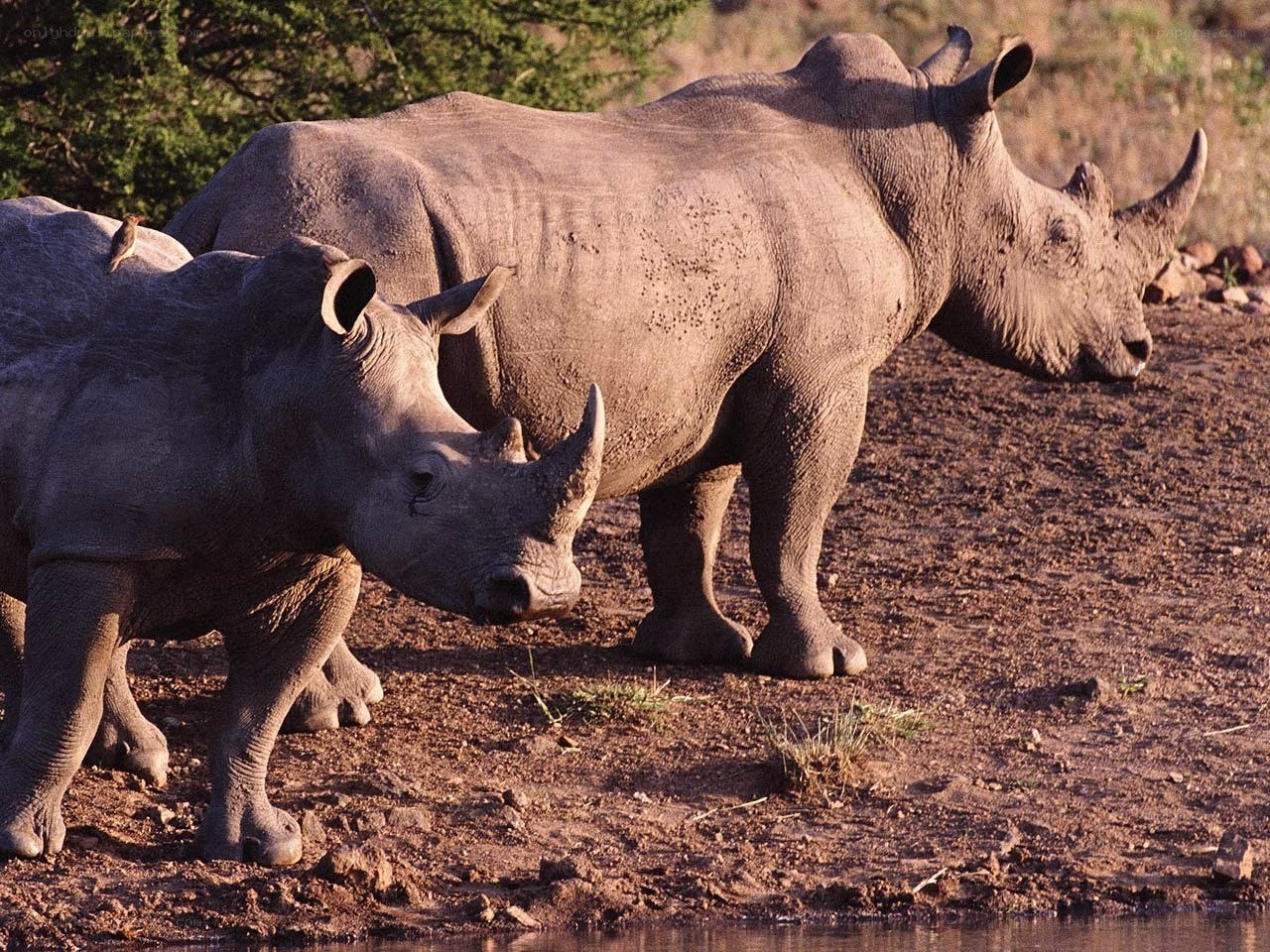 Two rhinos near water