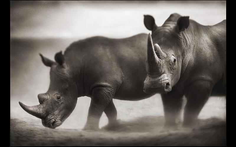 Two rhinos walking together