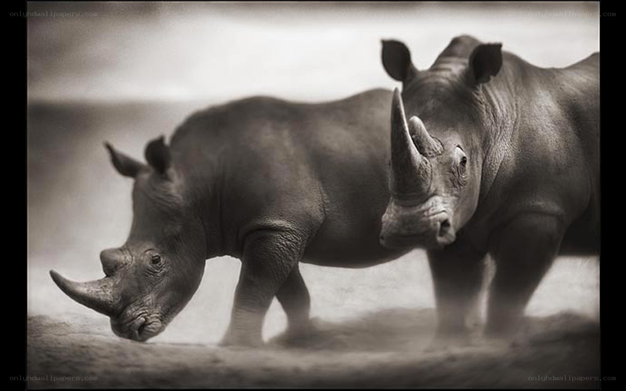 Two rhinos walking together