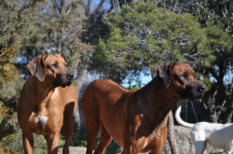 Two Rhodesian Ridgeback Dogs