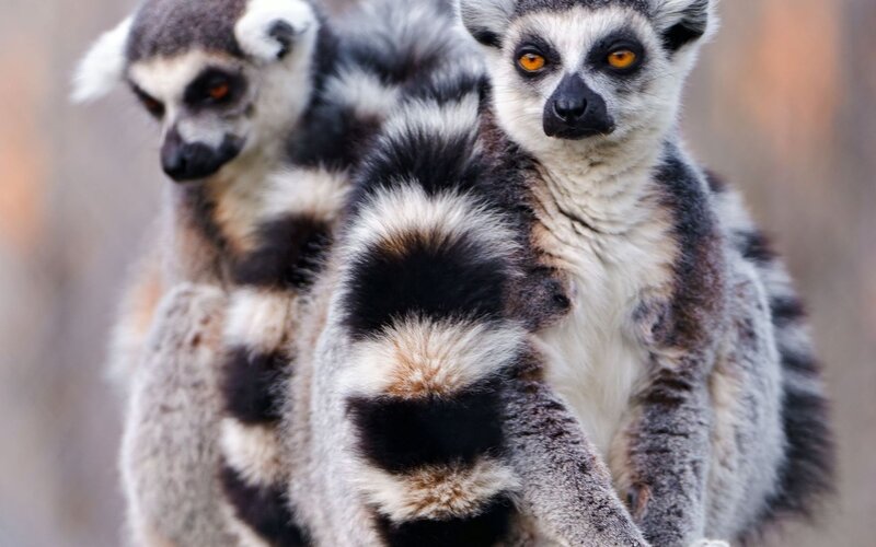 Two Ring-tailed Lemurs — Gray, Alert, Photograph, Animals