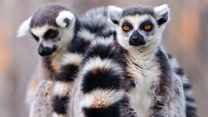 Two Ring-tailed Lemurs — Gray, Alert, Photograph