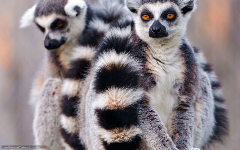 Two Ring-tailed Lemurs — Gray