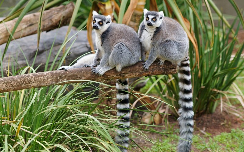 Two Ring-tailed Lemurs — Green