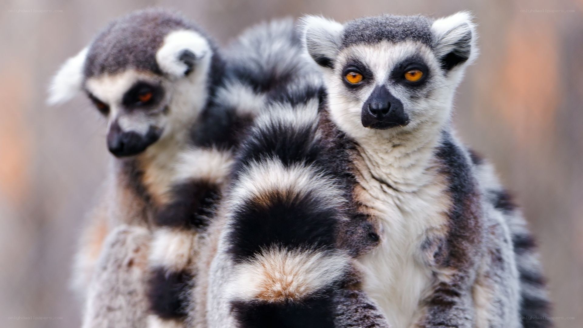 Two ring-tailed lemurs