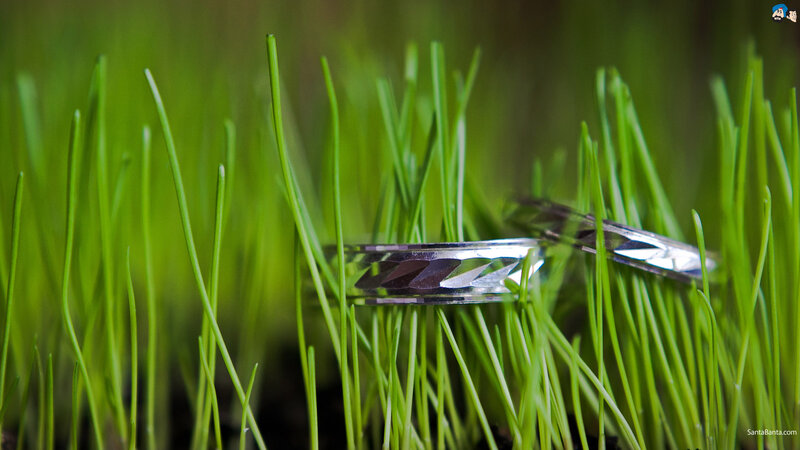 Two Rings in Grass