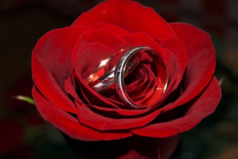 Two Rings in Rose