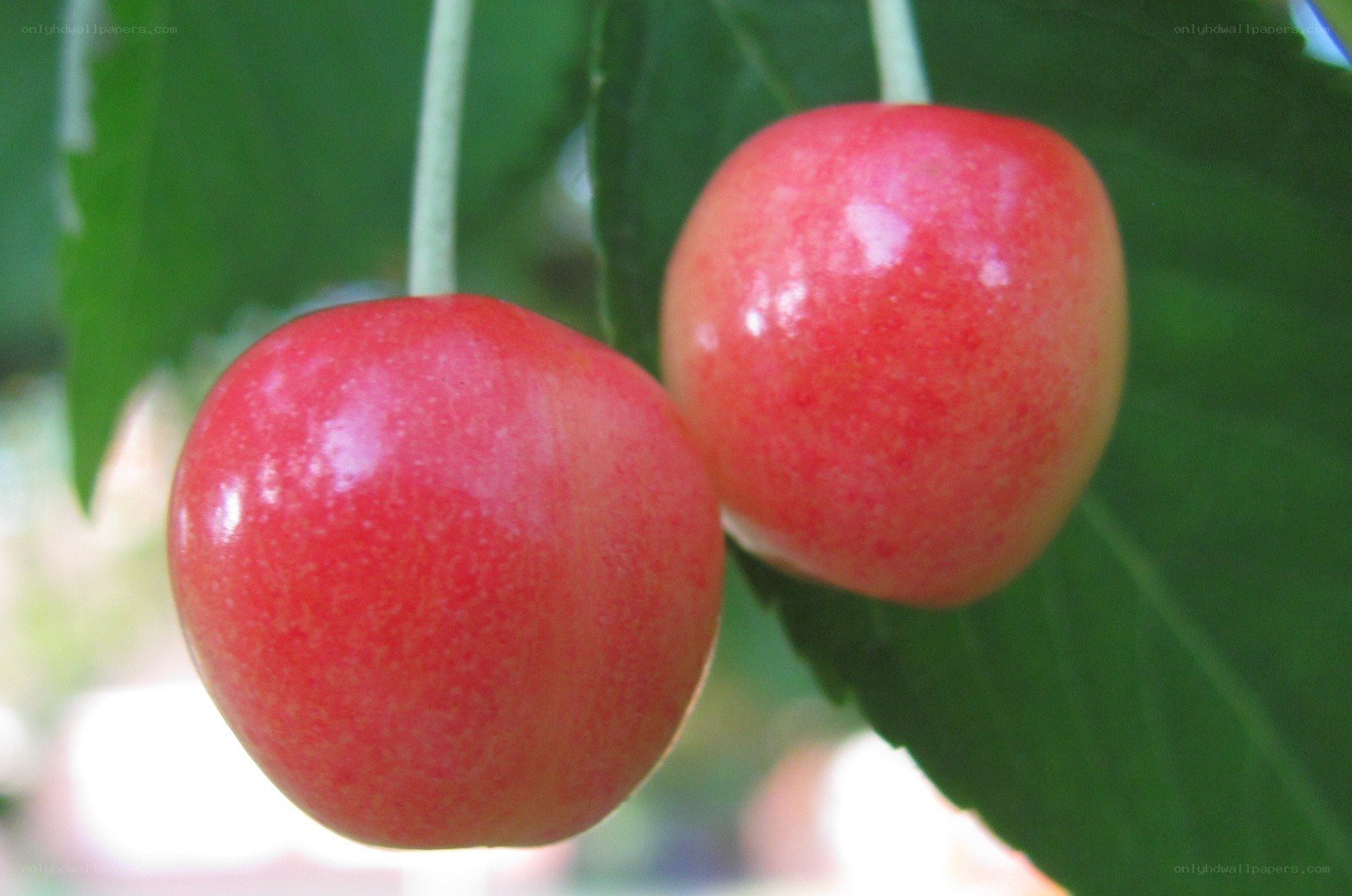 Two ripe cherries on a branch