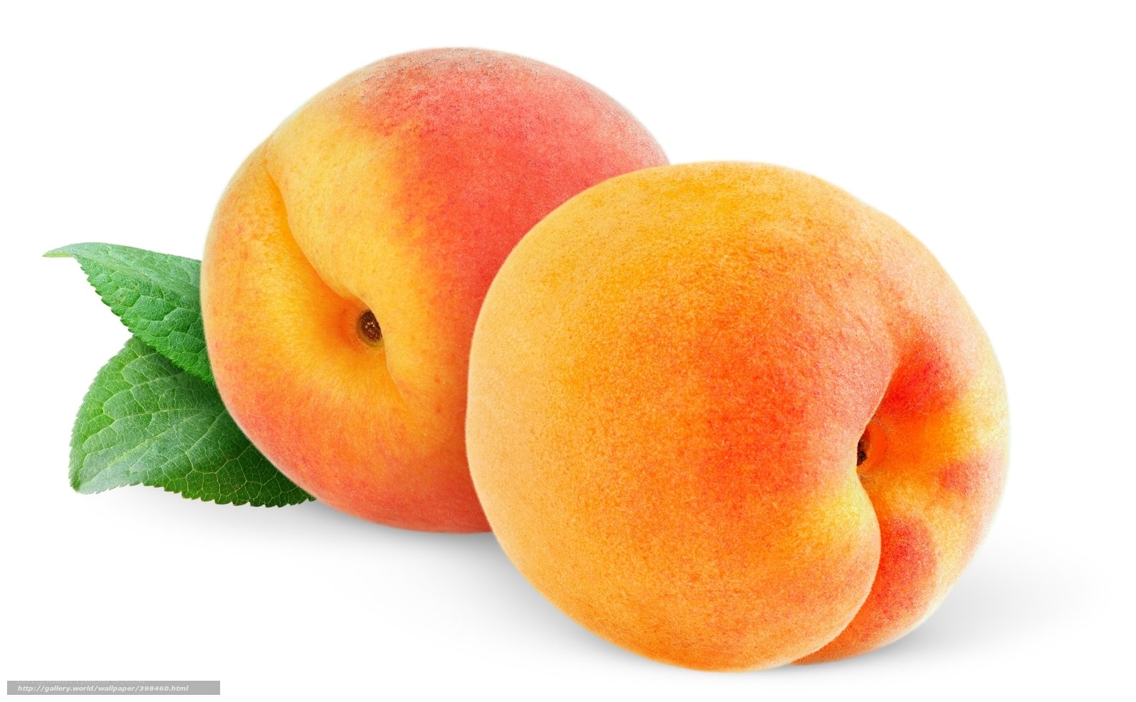 two ripe peaches with leaves