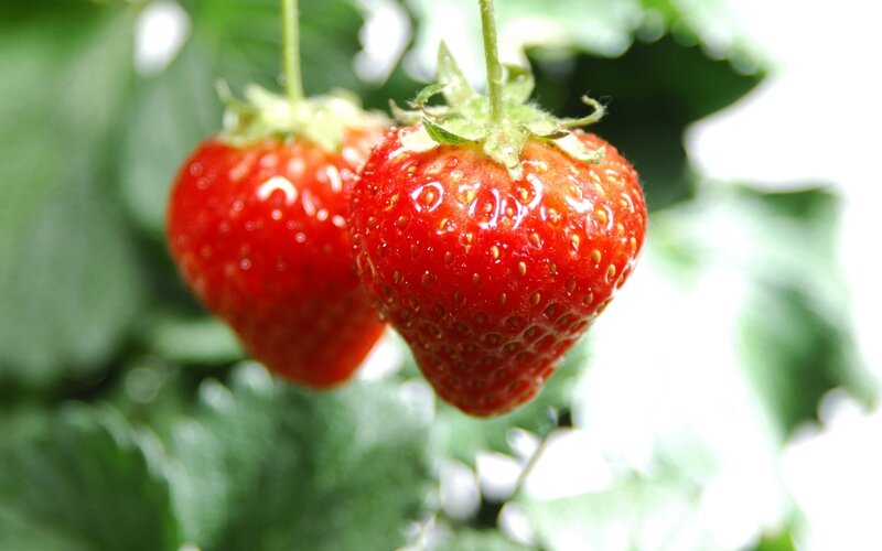 Two Ripe Strawberries — Red, Natural, Afternoon