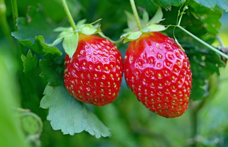Two Ripe Strawberries — Red, Natural, Summer