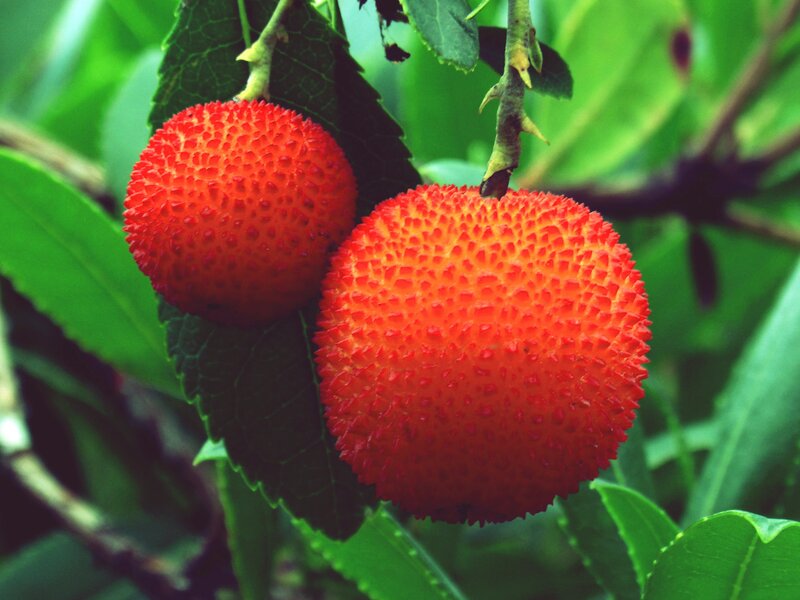 Two ripe strawberry trees