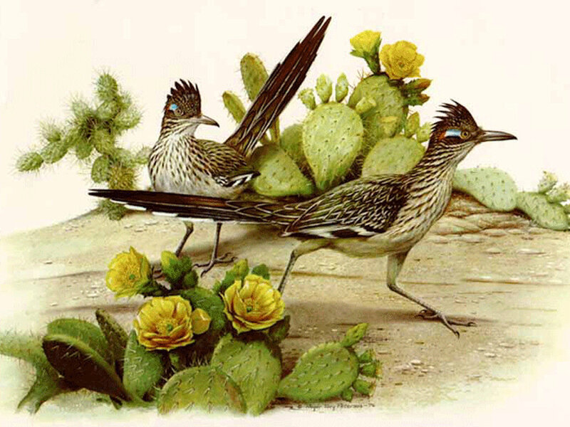 Two Roadrunner Birds
