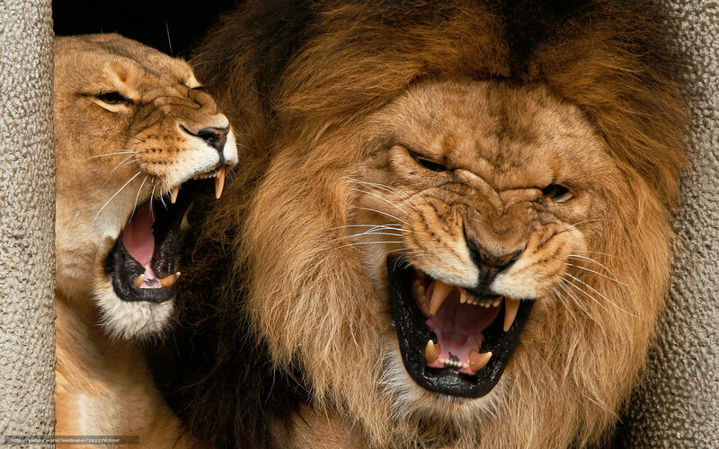 Two Roaring Lions — Brown, Aggressive, Photograph, Open Mouths