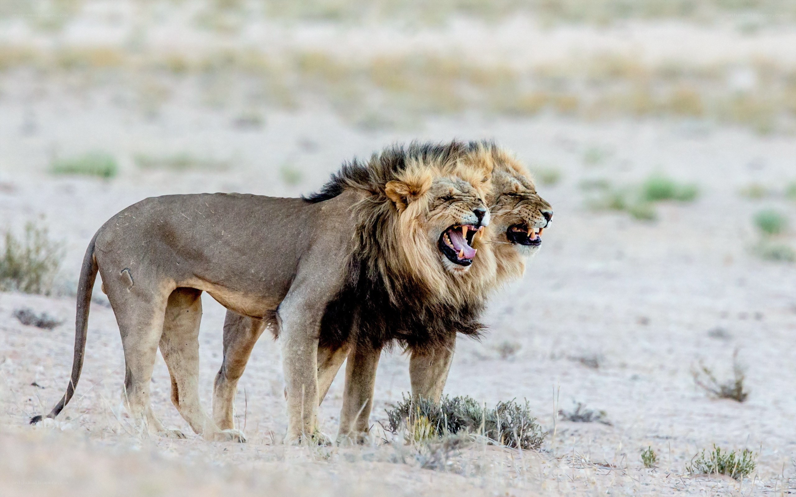 Two roaring lions in desert
