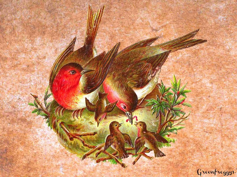 Two Robins Feeding Chicks