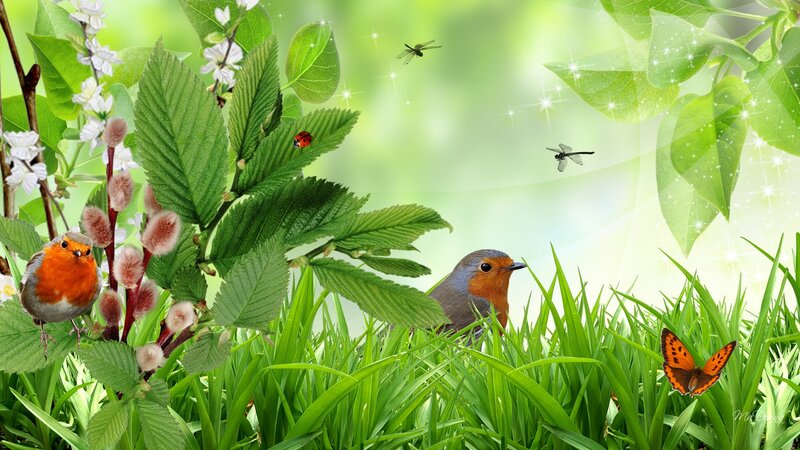Two Robins in Grass